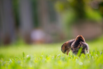 lift the wing of brown baby chicken on the grass in the farm