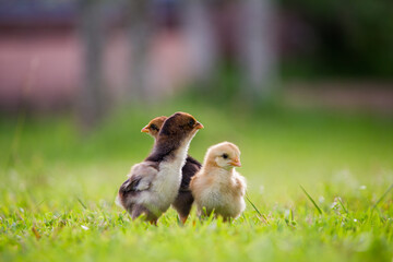 Three newborn chicken on the farm