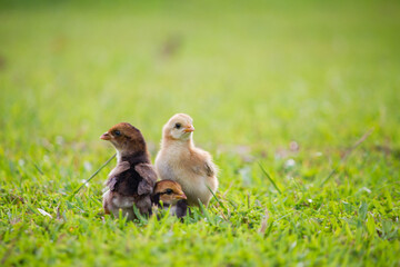 Chicken in grass