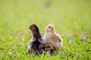 Three little chicken in the garden, Beautiful chick