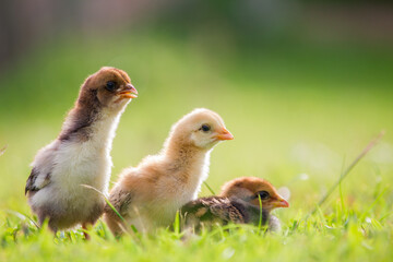 little chicken on the grass