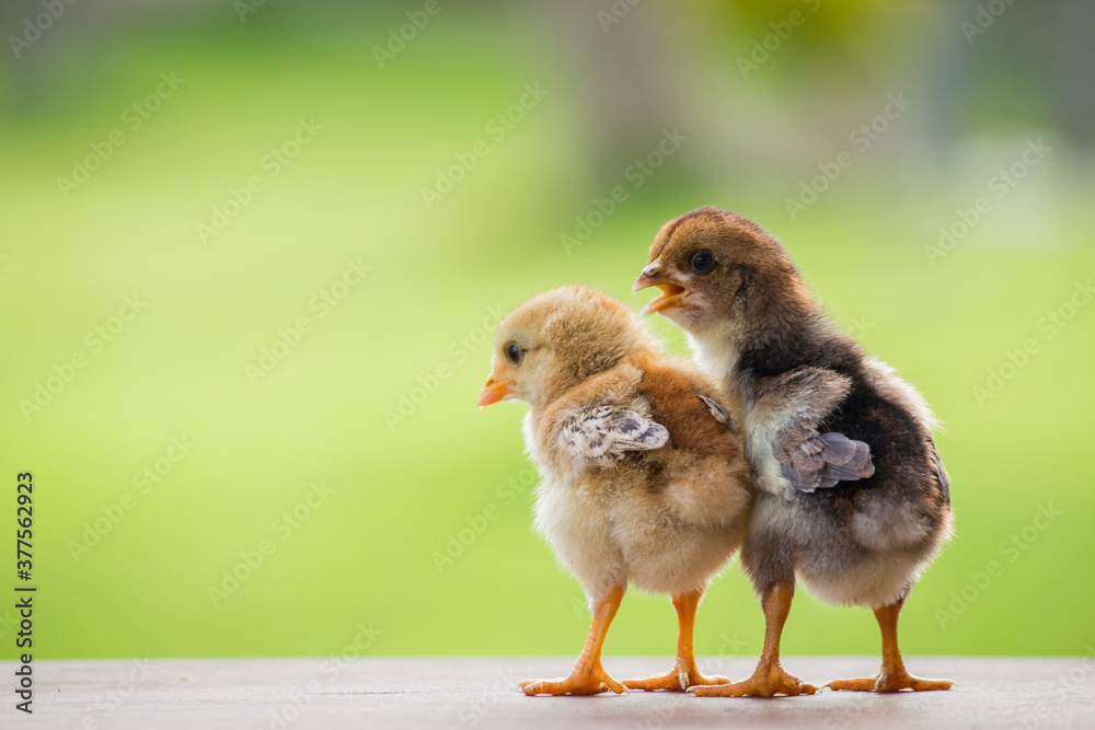 Wall mural baby chicken on a green background