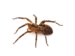 Mediterranean spiny false wolf spider isolated on white background, Zoropsis spinimana