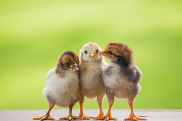 Adorable baby chicks standing together on a vibrant natural background, perfect for farm, spring, and Easter themes