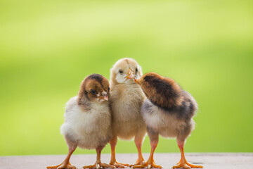 Baby chicken or baby chick on a natural background