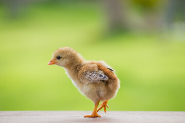 Close up baby yellow chicken or chick on the green background 