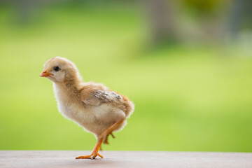 Yellow little chicken on the farm and on a natural background