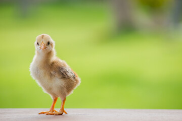 Adorable yellow baby chick standing on a vibrant green natural background, perfect for Easter designs, spring cards, and rural-themed advertisements