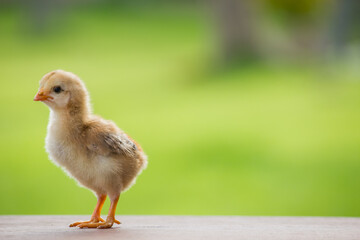 Close up a yellow chick or baby chicken on a green background