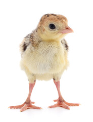 Chicken turkey isolated.