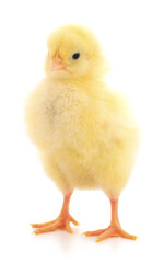Small yellow chicken