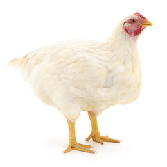 white hen isolated.