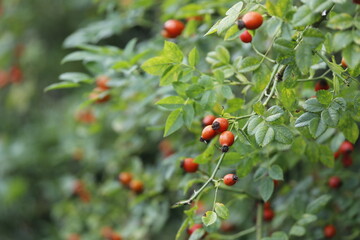 Rote Hagebutten der Hunds-Rose (Rosa canina).