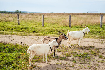 Naklejka na ściany i meble white goats walking on green grass