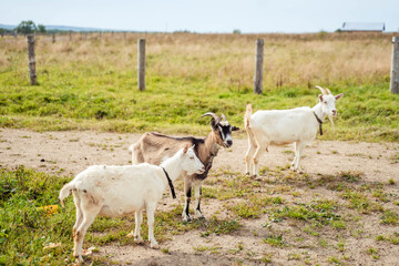 white goats walking on green grass
