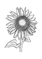 Doodle black line sunflower with stalk and leaf. A white silhouette use for cut file, clipart. Digital or printable sticker. Vector illustration for decorate logo, tattoo, card or any design.