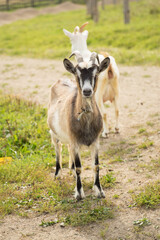 Naklejka na ściany i meble white goats walking on green grass