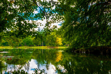 reflection of trees in water