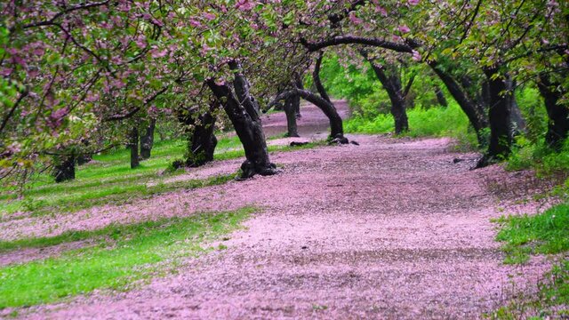 Myriad of fallen Cherry petals cover the footpath under the rows of Cherry trees in the rainy morning at Central Park New York City NY USA on May 05 2019. Myriad of Cherry petals are blown away by win