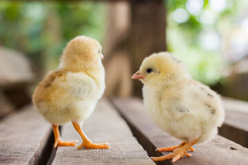 Baby chicken or chick in a nest