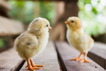 Baby chicken or chick in a nest