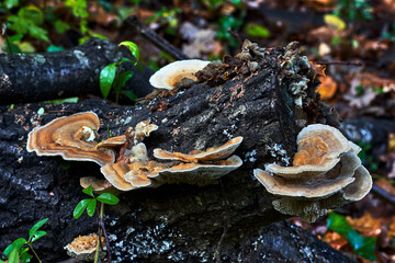 Fallen tree trunk on the ground, full of orange mushrooms