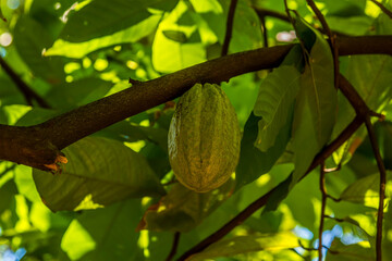 A cocoa pod growing in a jungle clearing near to Dambulla, Sri Lanka