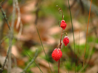 Obraz premium wild strawberry in the forest