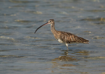 Portrait of a Eurasian curlew at Busiateen coast, Bahrain