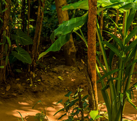 A cinnamon tree growing in a jungle clearing near to Dambulla, Sri Lanka © Nicola