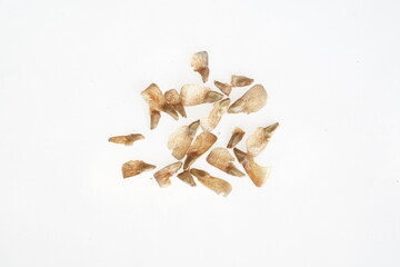 Cedar cone husk on white isolated background