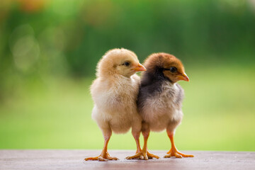 Baby chicken on the farm