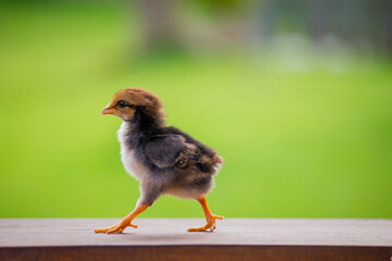 The motion of baby chicken on the farm 