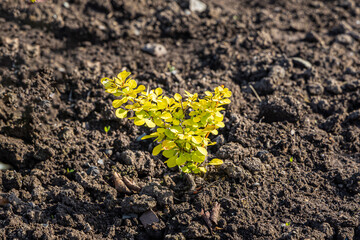 Small barberry bush with light green leaves and sharp thorns is on the brown soil in summer