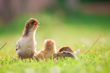 Beautiful and adorable chick or little chicken on the grass floor and sunshine in the afternoon day