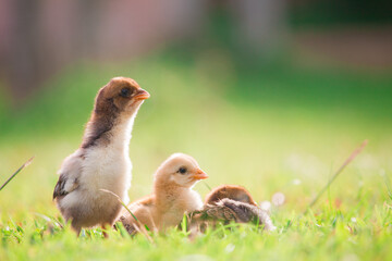Chick or little chicken in the grass fields