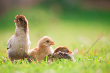 Chick or little chicken on the grass floor and sunshine in the afternoon day