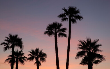 Fototapeta na wymiar Desert Sunset with Palm Trees