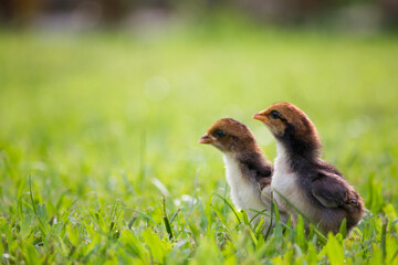 Beautiful and adorable two brown chicks on the grass floor in the farm