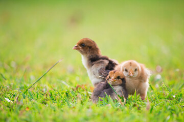 The baby of the chick on the grass floor in the farm