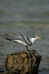 Greater Crested Tern on a rock at Busaiteen coast, Bahrain