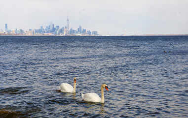 A pair of swans in Lake Ontario with the Toronto skyline in the background