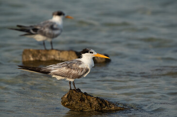 Greater Crested Terns at Busaiteen coast, Bahrain