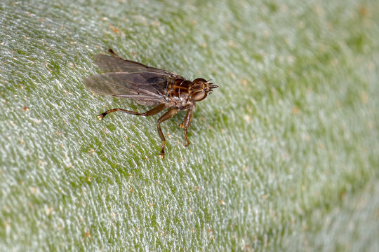 Louse Fly of the Family Hippoboscidae