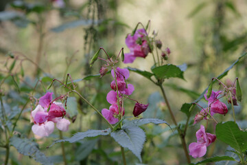 forest flowers