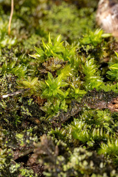 brazilian True Mosses of the Class Bryopsida
