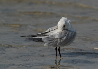 Gull-billed tern preening at Busaiteen coast, Bahrain