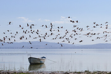Bird Paradise 