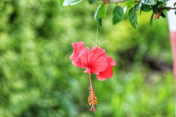 red hibiscus flower