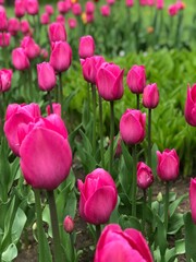 Obraz premium Blooming beautiful crimson tulips close-up.
